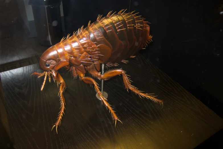 a close up of an insect on a table