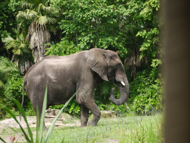 an elephant walking around in a clearing, with trees in the background