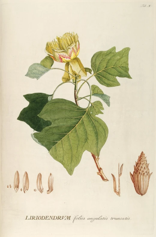 an illustration of a flower is shown in this antique painting