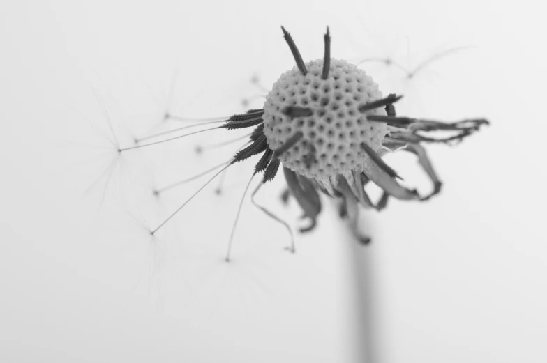 the dandelion is white in color against a white sky