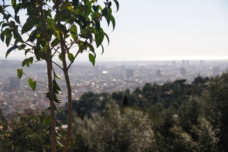 trees and the city below with blurry sky in the background