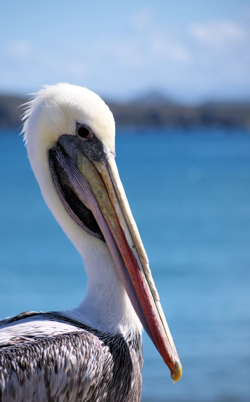 a pelican looking out at the blue waters
