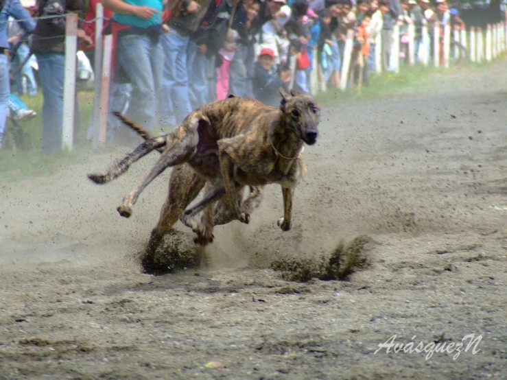 two dogs jumping up to fight each other in the dirt