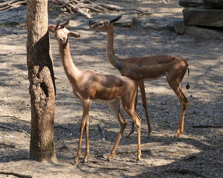 two deer standing next to each other in a zoo