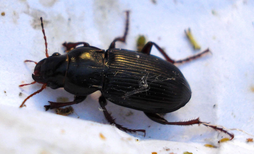 an image of a big beetle bug on the ground