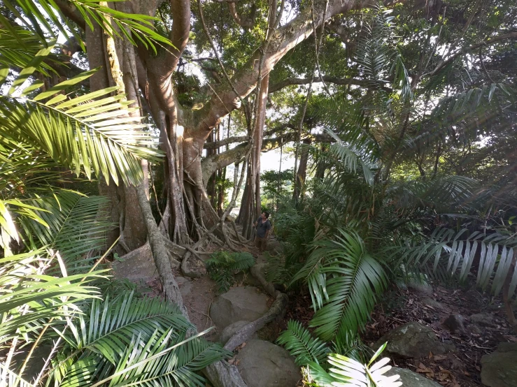 there is a very narrow garden with a lot of palm trees