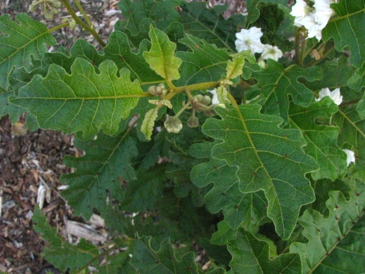 the nch of an oak with white and green flowers