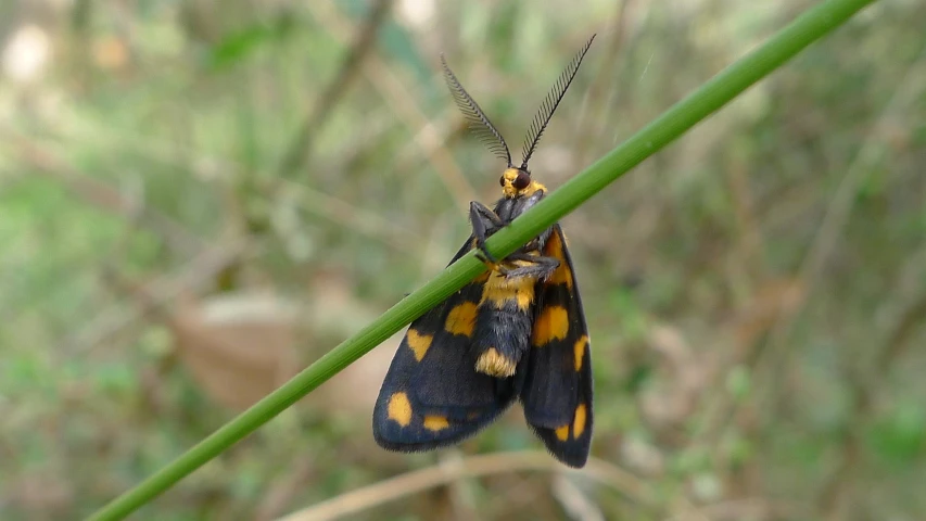 a moth is sitting on some green leaf