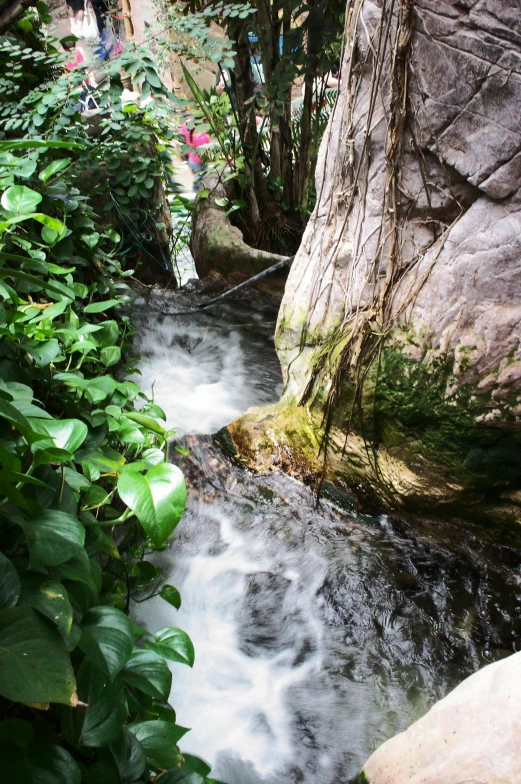 water coming down a stream in the forest