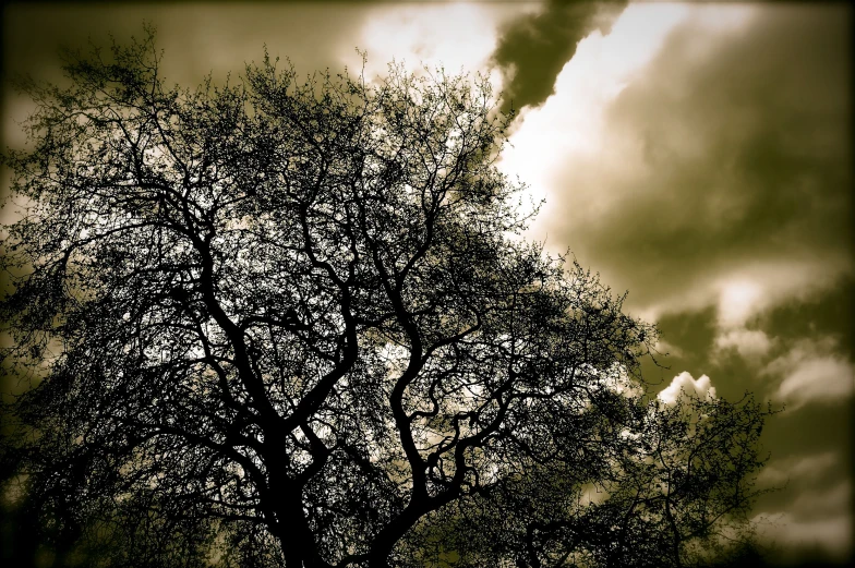 the large tree is covered in hundreds of leaves