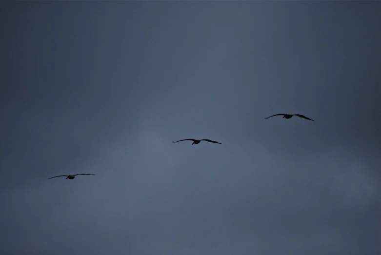 a flock of birds flying through a dark blue sky