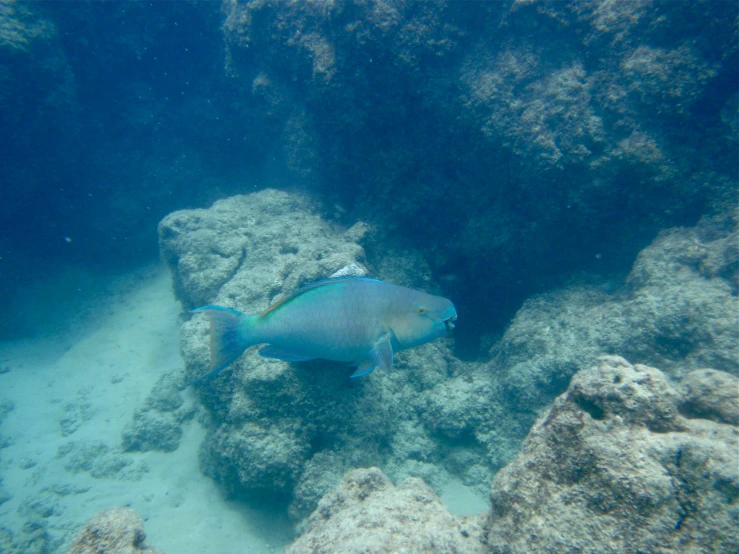 a small fish on the ground surrounded by rocks