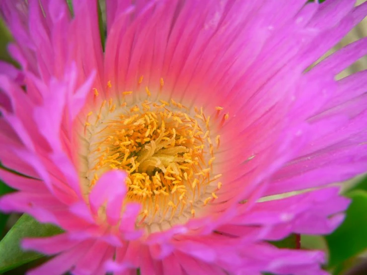 closeup of a pink flower with a green background