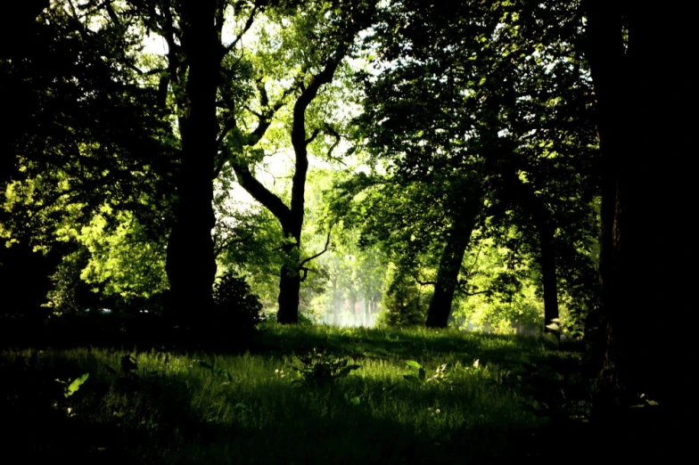 an empty wooded area with trees and bushes