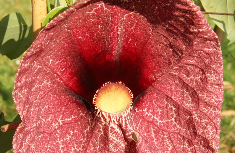 the inside of a large red flower is open