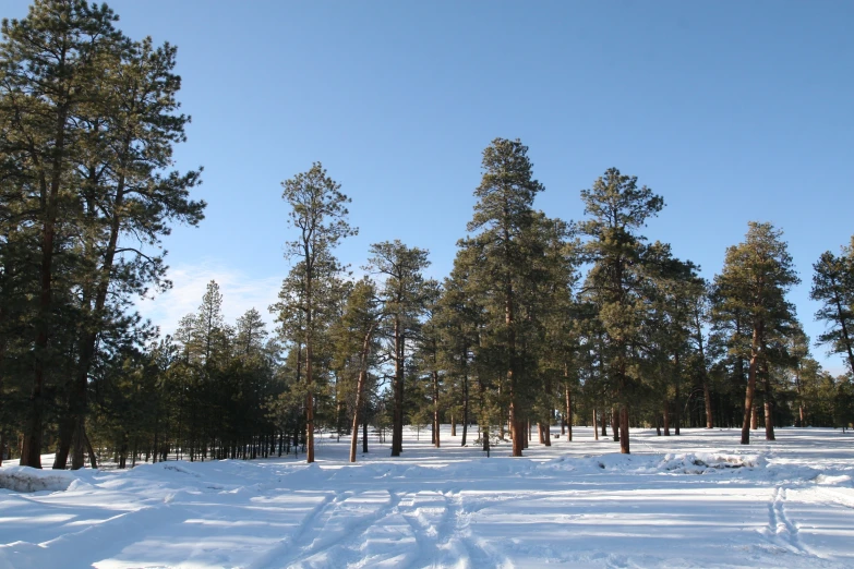 trees that are on the ground are covered in snow