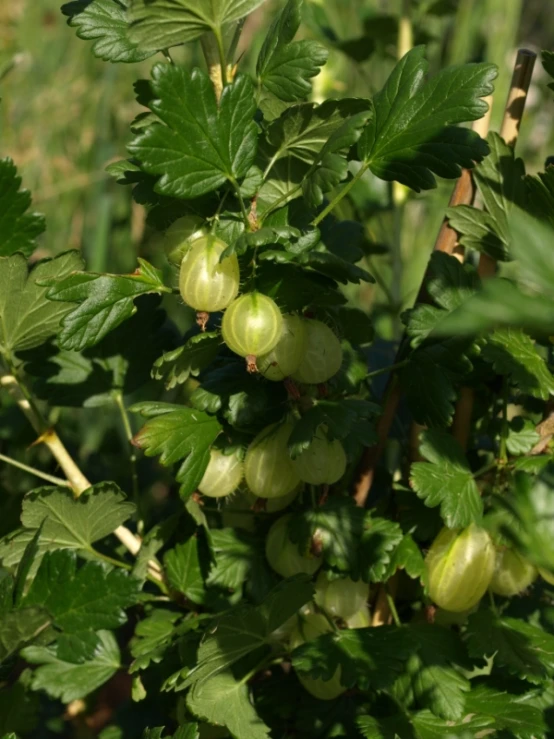 a bush with some green leaves and small fruits on it