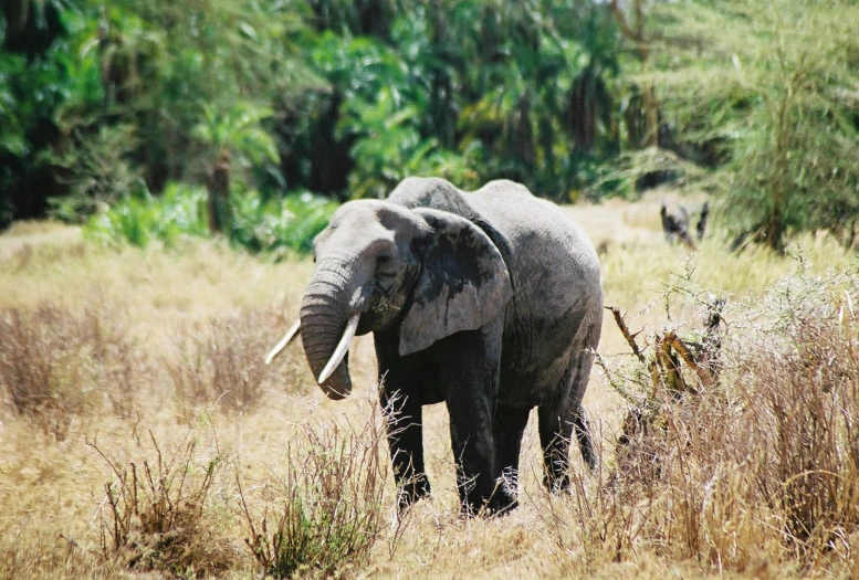 an elephant in the wild standing in some dry grass
