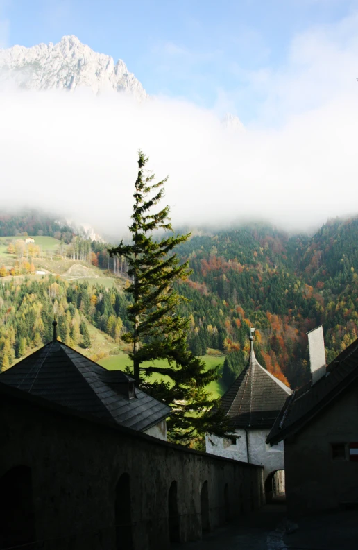 a lone tree stands in the foreground, as a mountain is covered in clouds