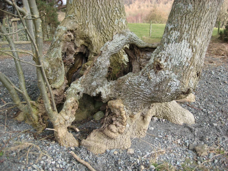 a big tree sitting next to two other trees