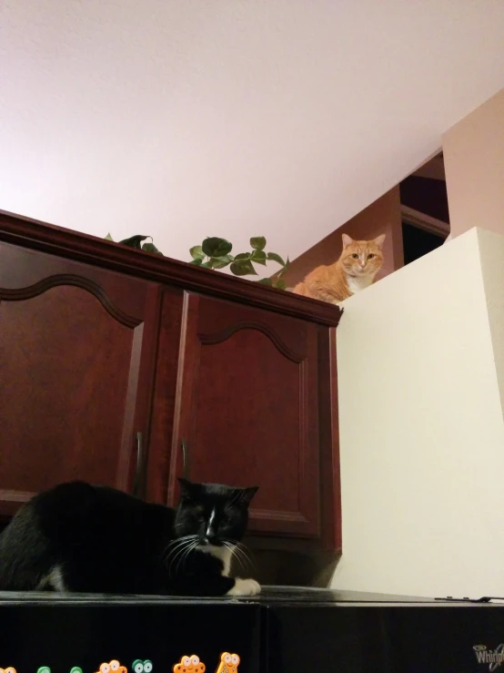 two cats sit in front of a cabinet and another cat on top