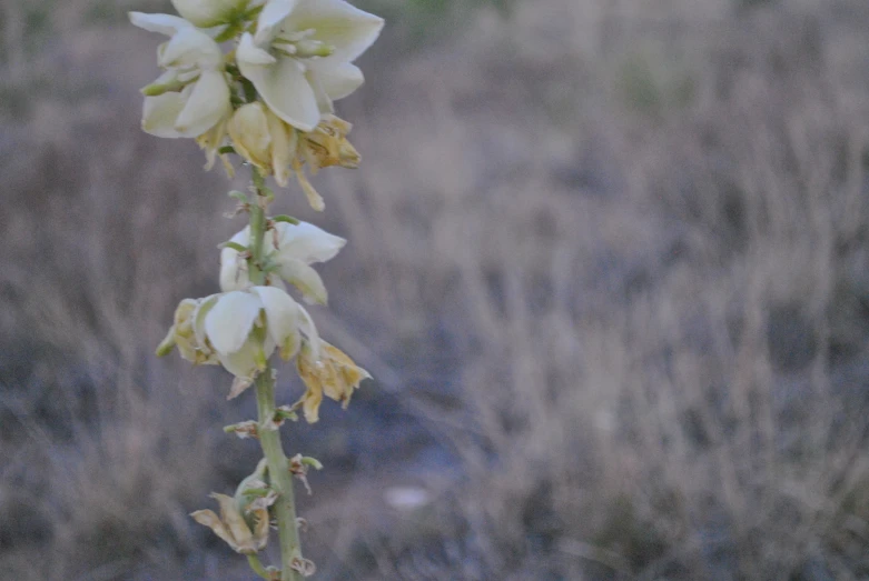 a white flower is on a long stalk