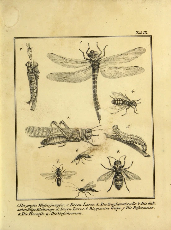 an illustration of some insects and other insect species