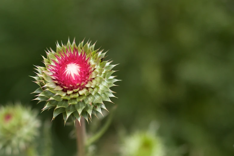 red and white flower is in the grass