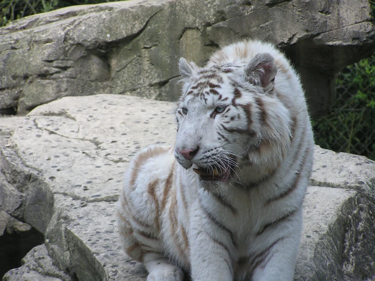 a white tiger sitting on the rock with his paws crossed