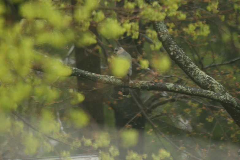 a small bird sitting on top of a tree nch