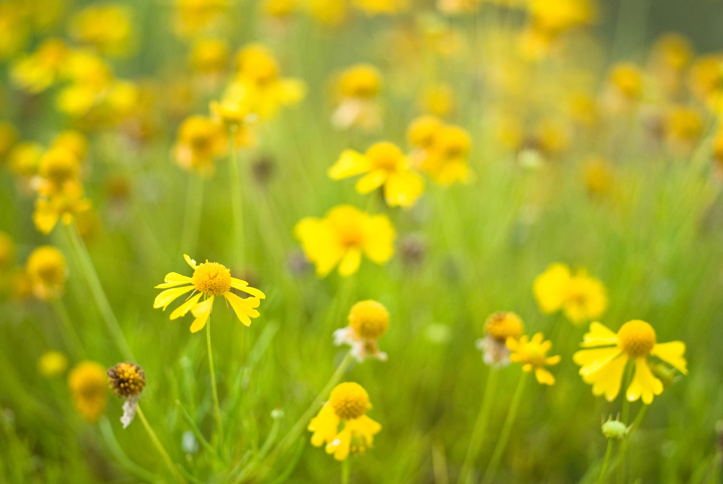 the flowers are yellow with a little yellow in them