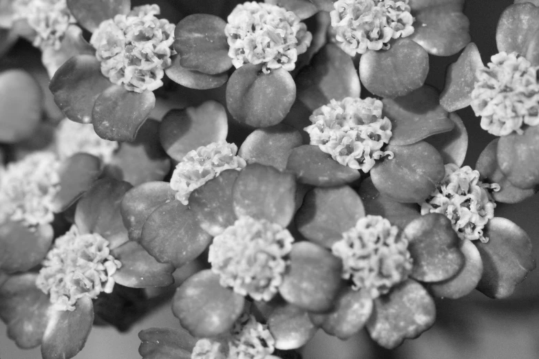 a cluster of blue flowers with little white buds