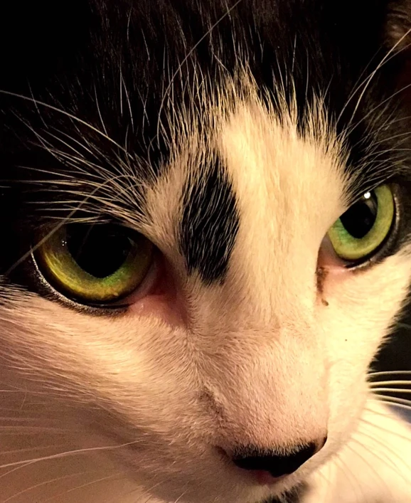 a close - up picture of a white and black cat's face