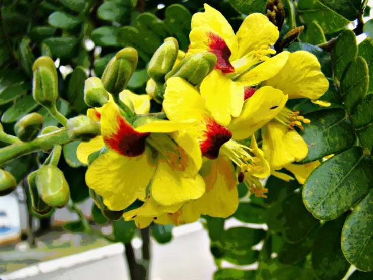 yellow flowers blooming with green leaves in a park area