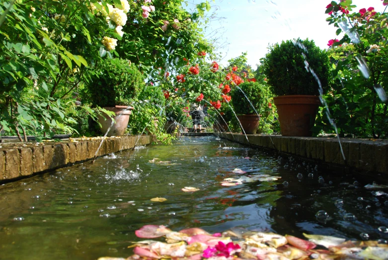 a pond that has some plants growing out of it