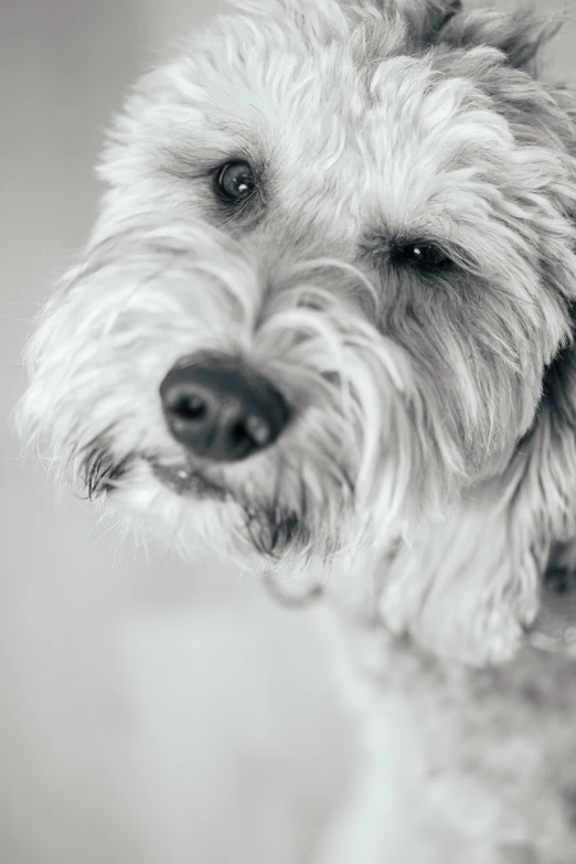 the little dog is waiting for someone to come home