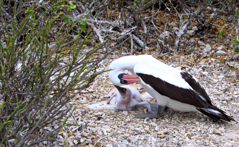 an image of a bird that is playing with its baby