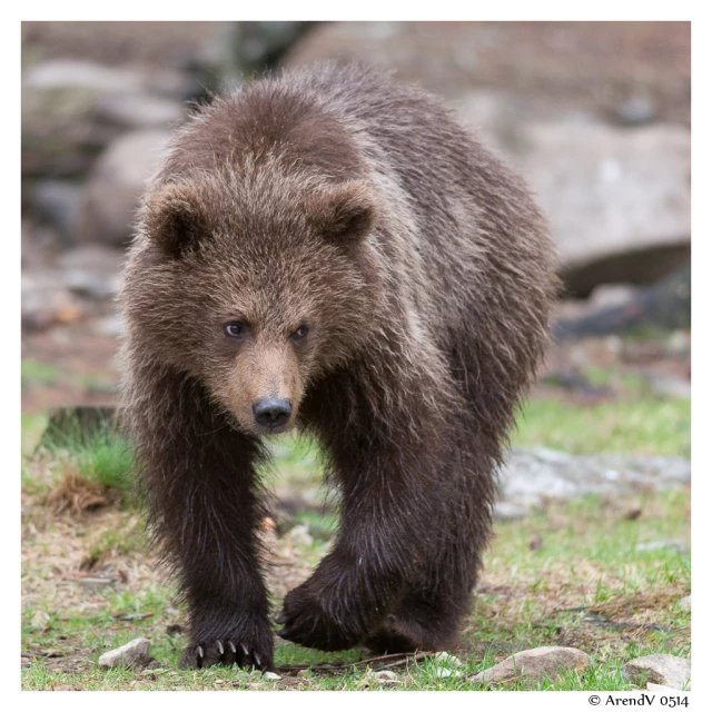 a large brown bear walking across a grass field