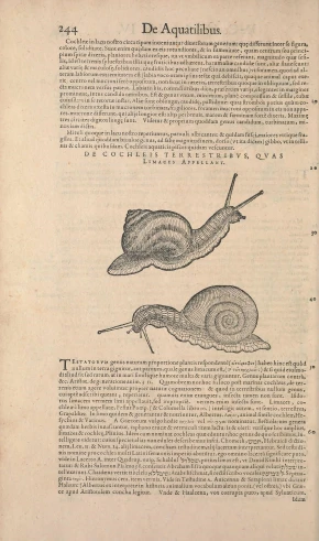 pages from a french book showing a snail and an ostrich