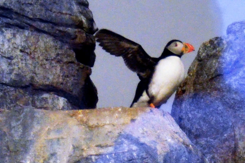 an adult bird stands on a rock