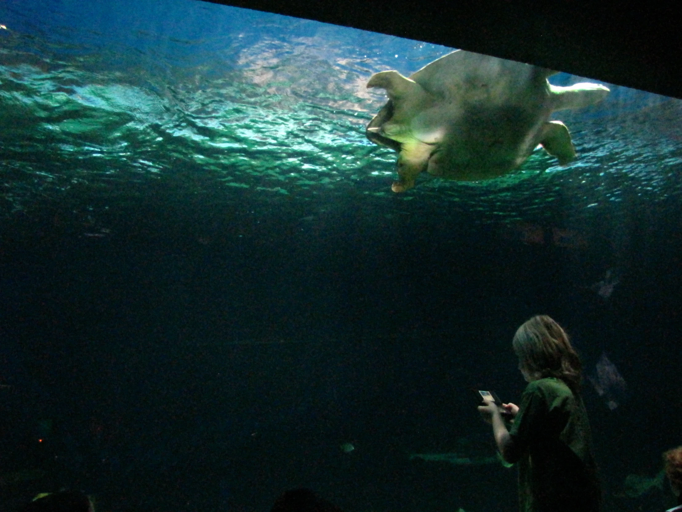 a person looking at soing while in a aquarium