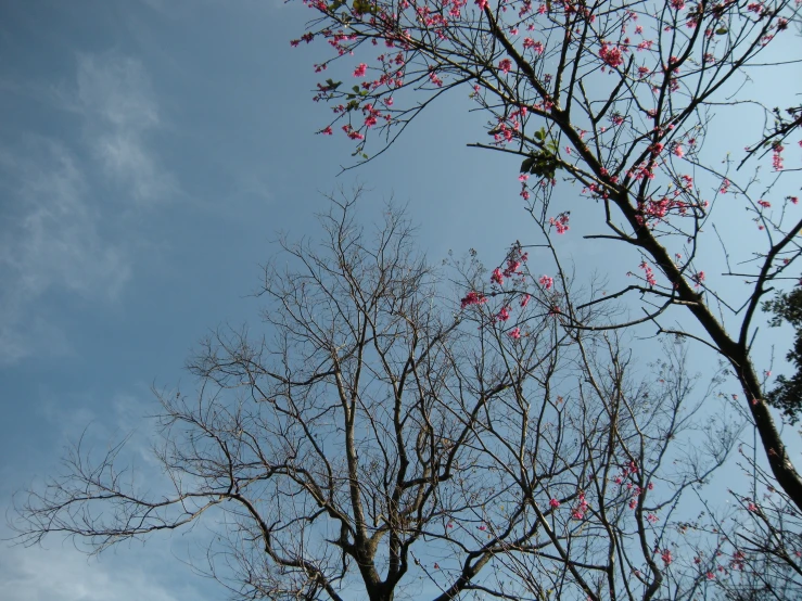 flowers are blooming on the nches of some trees