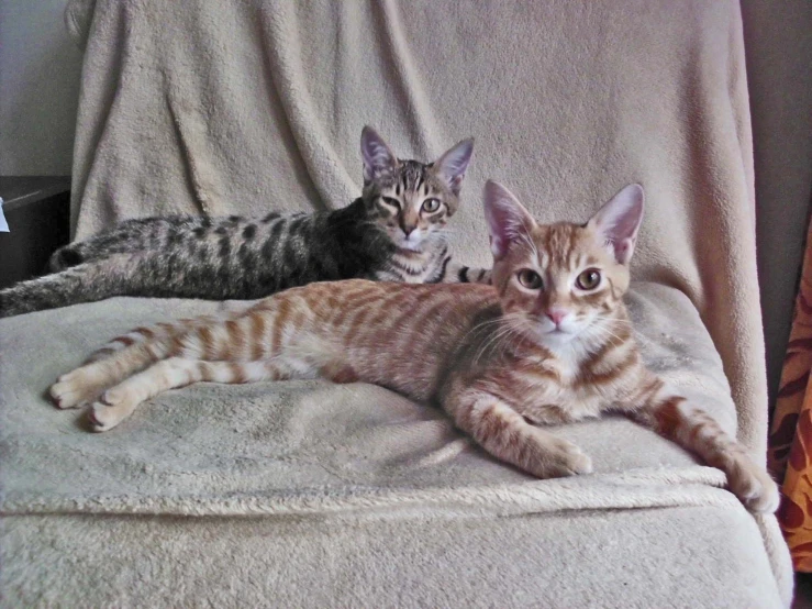 two small kittens laying on a beige blanket together