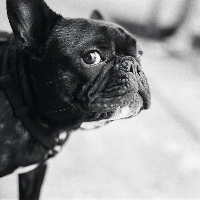 a small dog looking up while wearing a collar