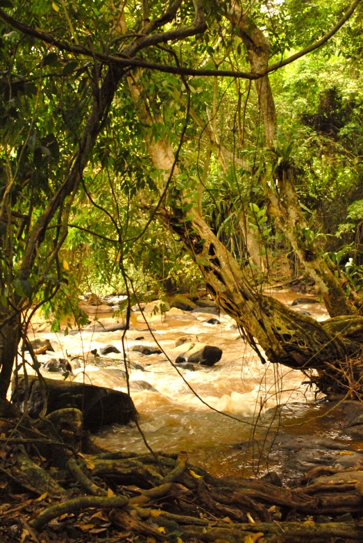 a river running through a dense green forest