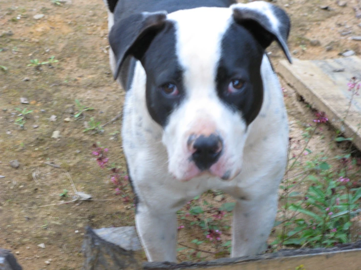 a black and white dog with a white face looking up at soing