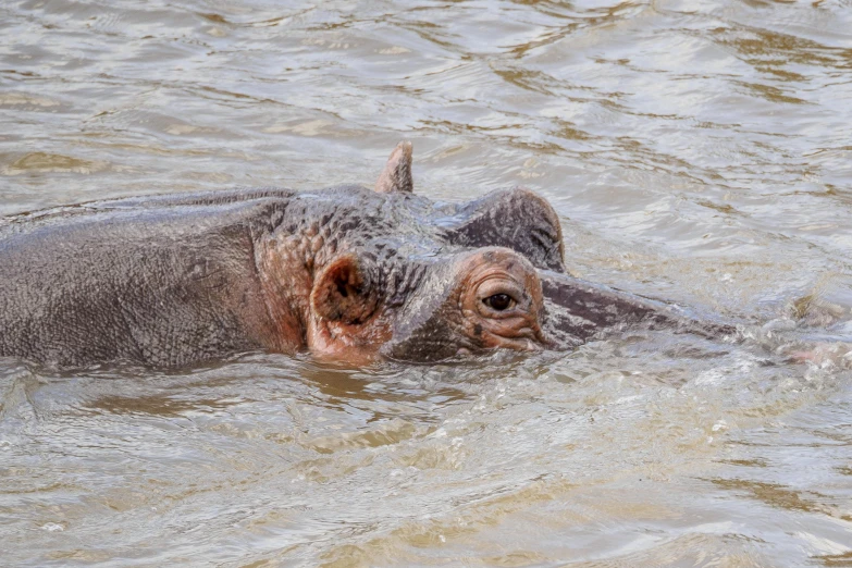 two hippo in water staring in for fish