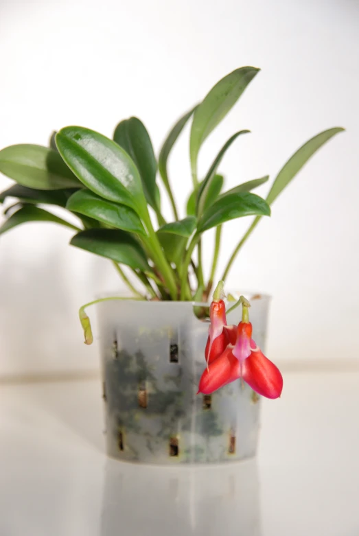 red flowers in a vase, with a white background