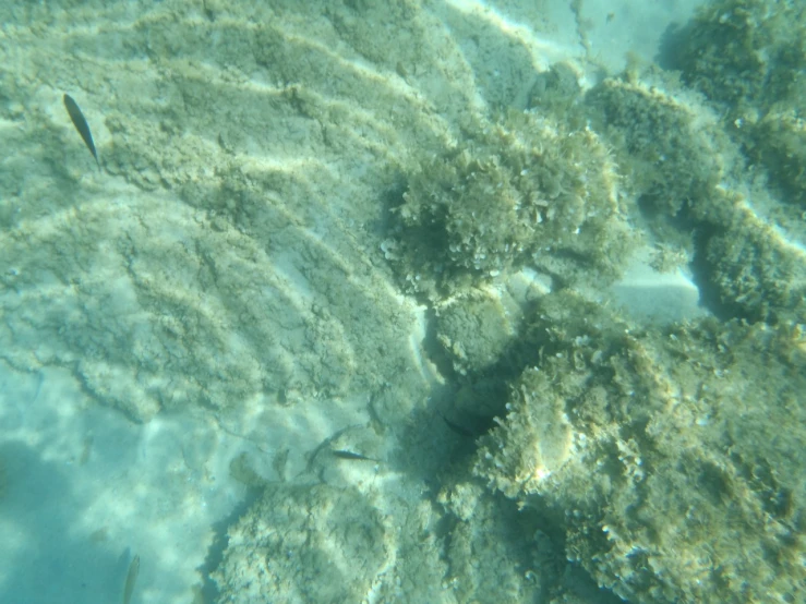 there are small fish and plants growing on the sand