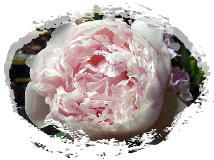 a large flower with pink and white petals